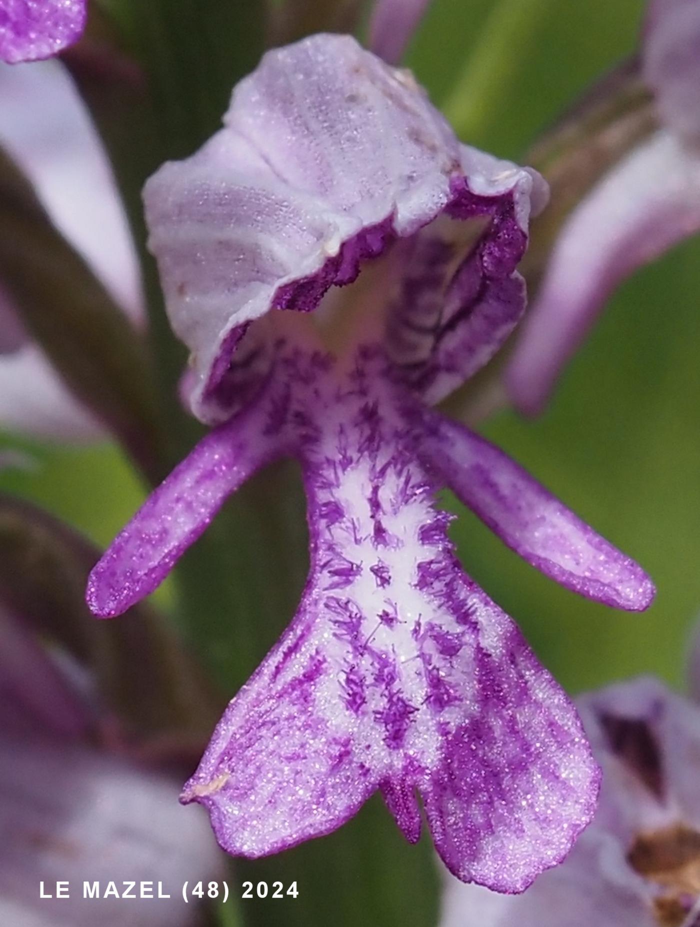 Orchid, Military flower